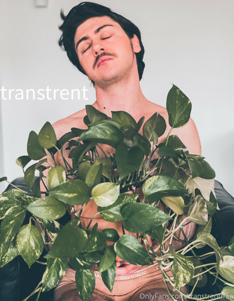 transtrentfree star high quality gallery