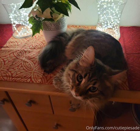 cutiepiesade pornstar nude img