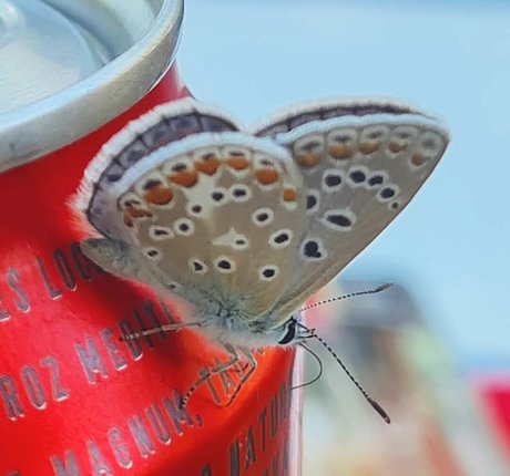 Ann Cygnus pretty star images