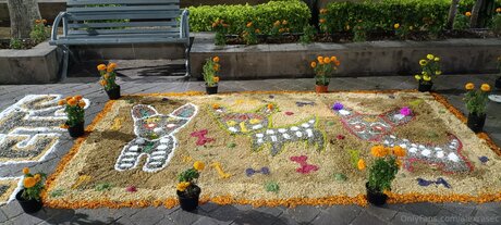 Alexrasec model top img