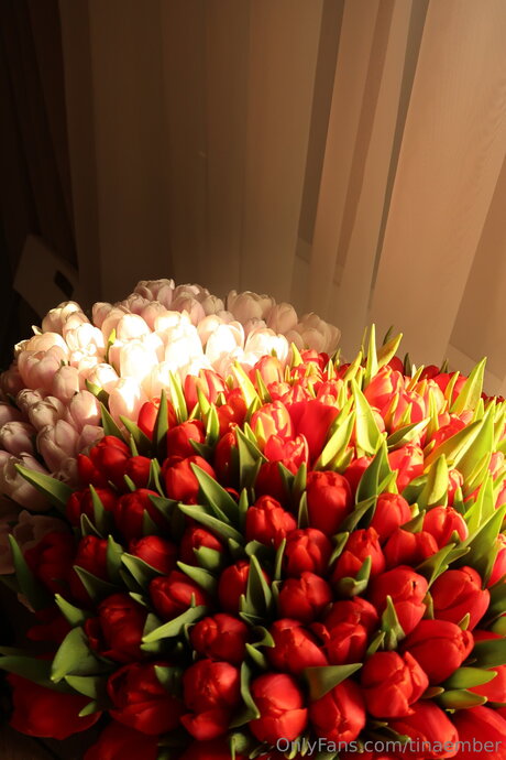 Tinaember star nice pictures