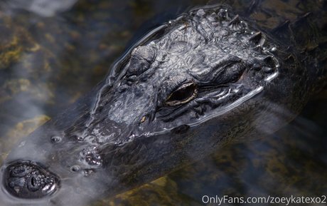 zoeykatexo2 best model photo