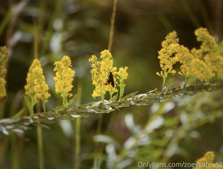 zoeykatexo2 pornographic model pics