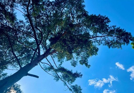 zoenafree top star pic