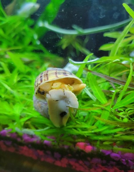 sonjahaze art model pic