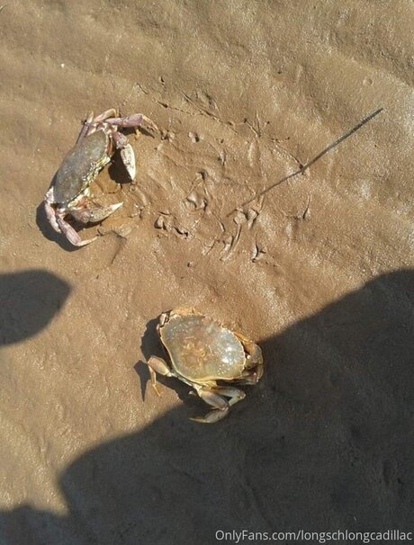 Cadillac art actress image