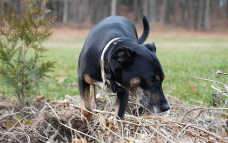 gutfuzz pornographic actress photo