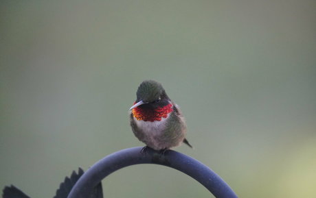 gutfuzz pornstar hot archive