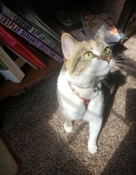 sqregina nice pornstar gallery