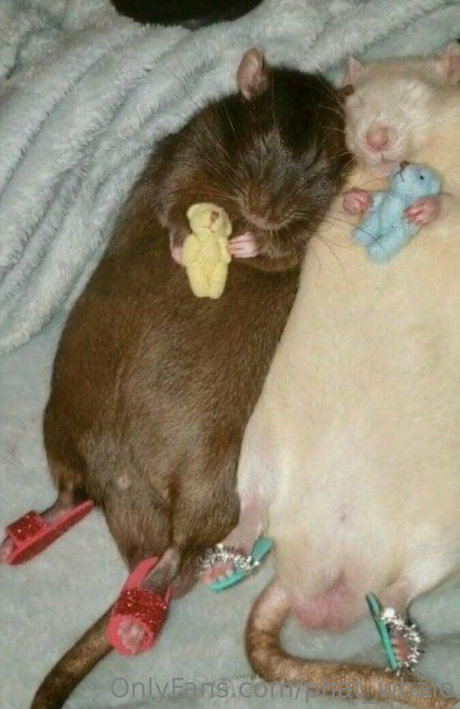 phat whale best model picture