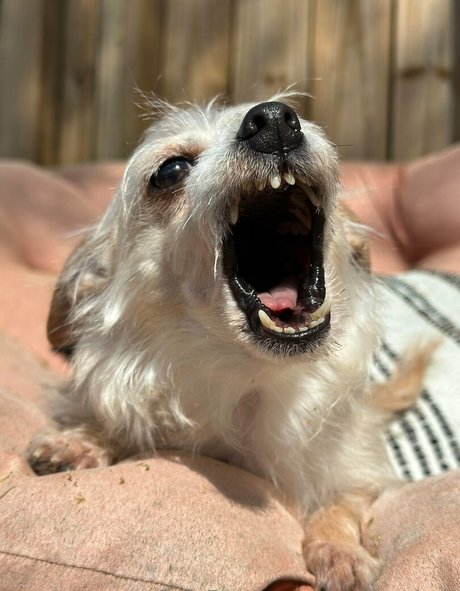 xo lilhuni xo sexy actress pics