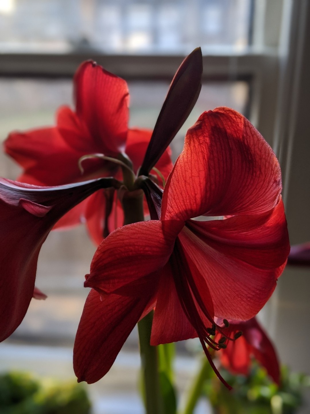 Crystine_ nude pornstar image