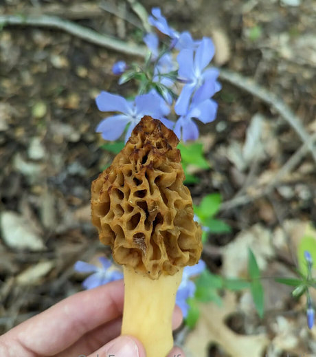 freesexypsychedelic top actress pic