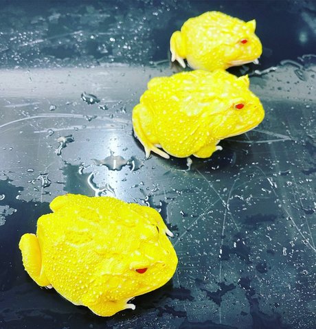Onlyfrogs high quality star pic