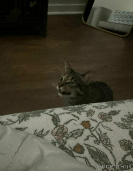 lil ann3frank model nice picture