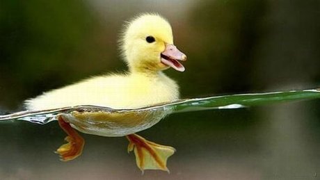 quacks adult model picture