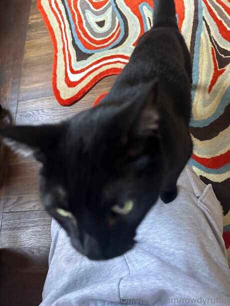 _rowdy ruffin_ star free picture