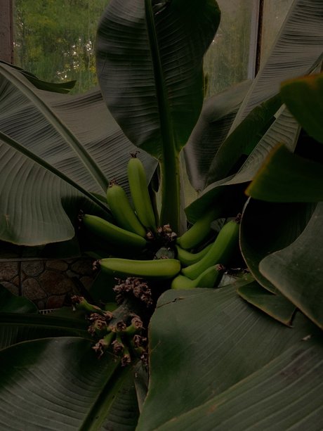 G R E E N_ pornstar art pics