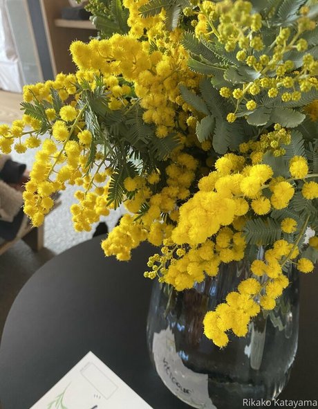 rikakodesu hd model galleries