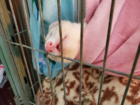 Ferret Fuzz Butts top star pic