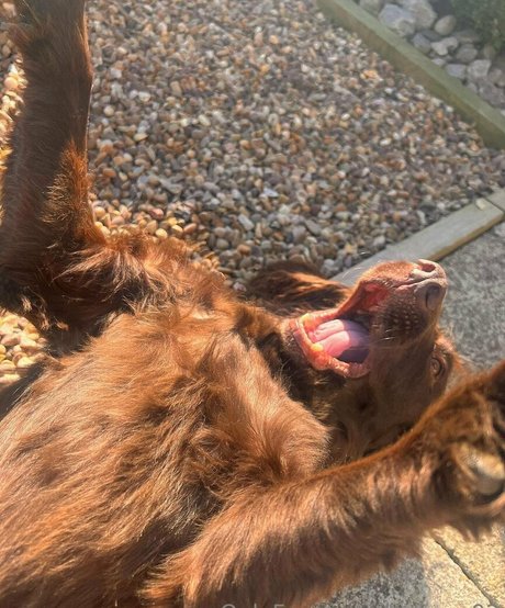 leorose02 art model photo