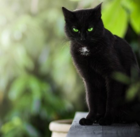 Summer Cat nude pornstar photos