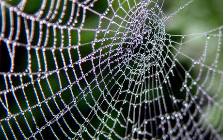 OrbWeaver pornographic model images