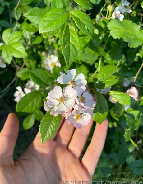 harperlane star art photo