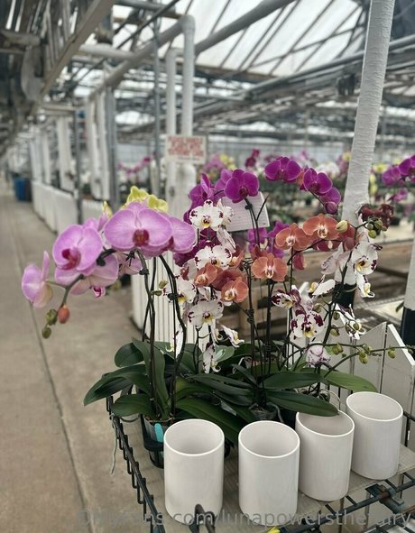 lunapowersthefairy adult model photos