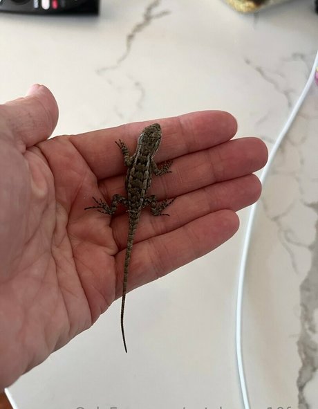 naty brown10 star nude archive