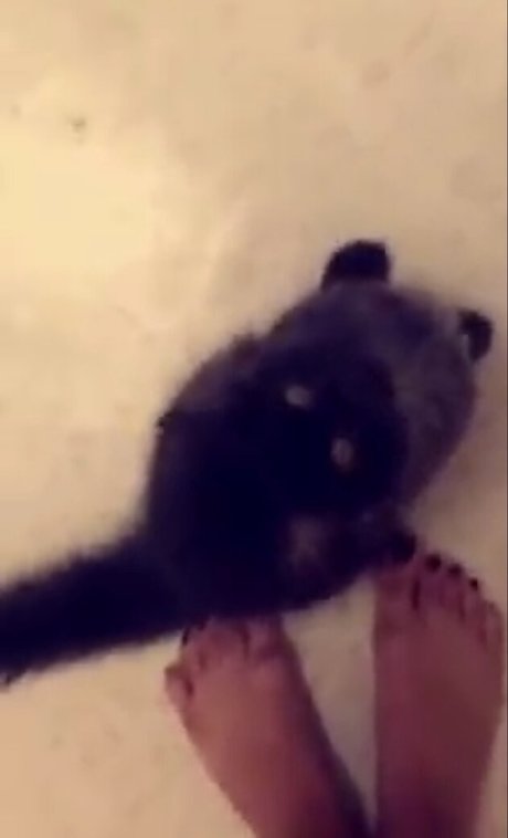 Trickywi model free photos