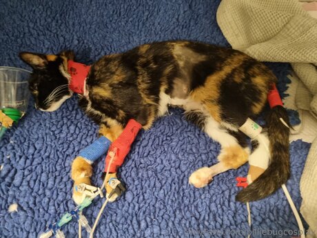 Billiebugcosplay pretty model image