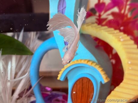 Gracie Hart porn actress pics