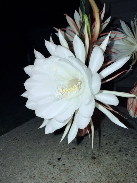 Gracie Hart erotic star pic