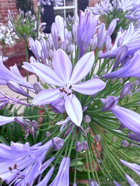 Gracie Hart star pic