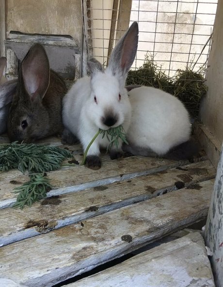 mirniy pornstar naked gallery