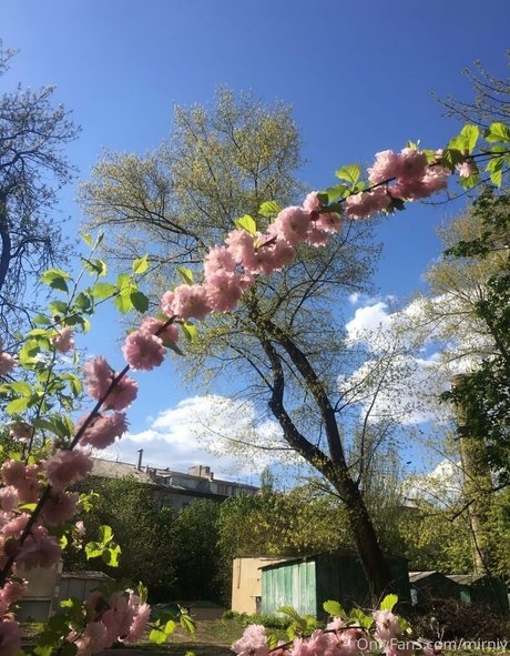 mirniy star nice archive