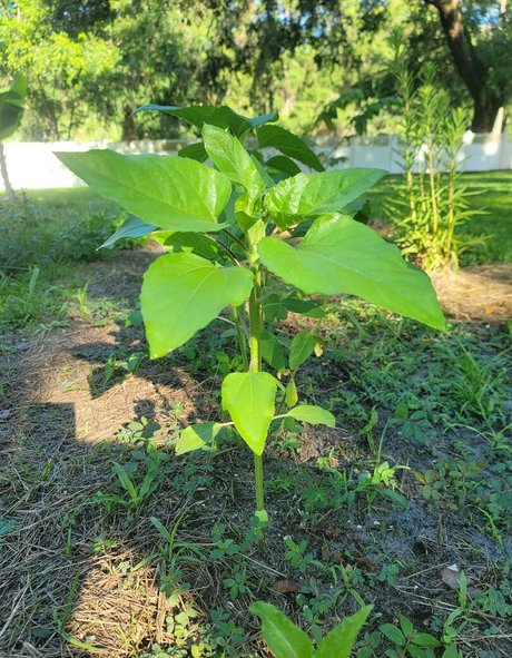 deealice nudes pornstar image