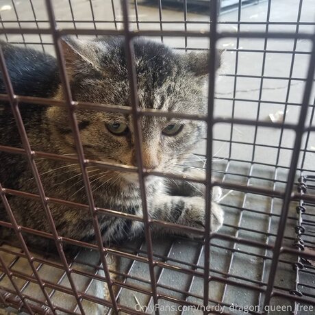 Nerdy Dragon Queen Free naked actress images