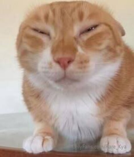 Rare Kya top pornstar pictures