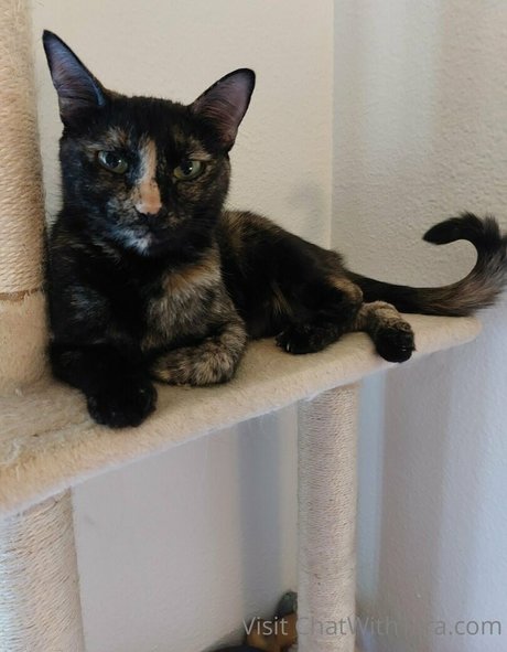 fictionerotica star pornographic galleries