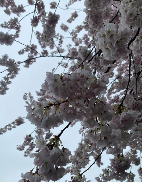 Karlibra xxx star gallery