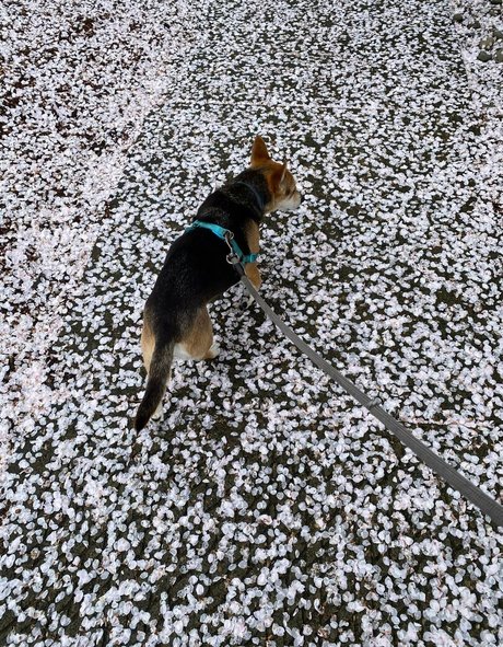 Karlibra free model picture