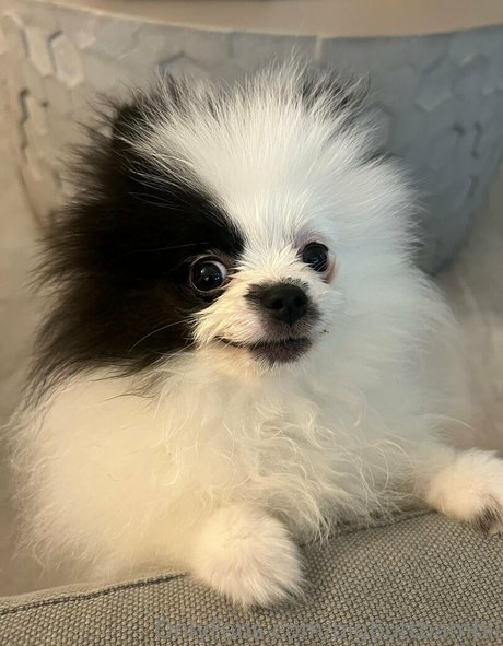 bigbuttbambii model adult image