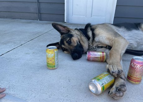 alishadrinksbeer actress image