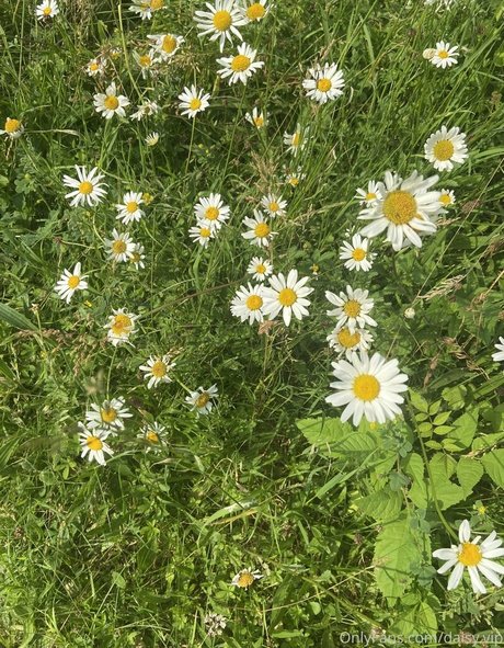 daisy vip nude model gallery