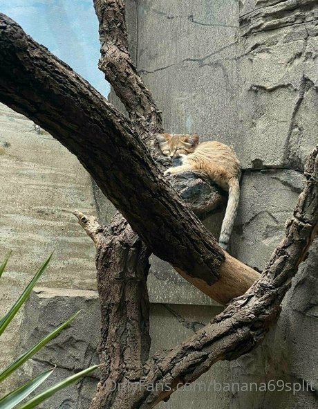 banana69split nude model photos