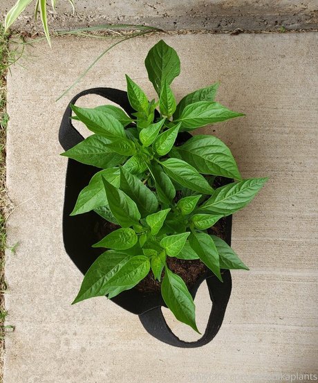 veronikaplants nudes star images