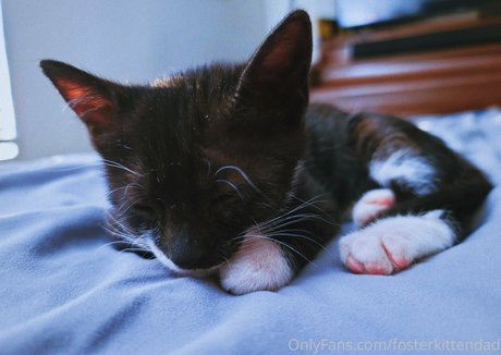 fosterkittendad nice model pics