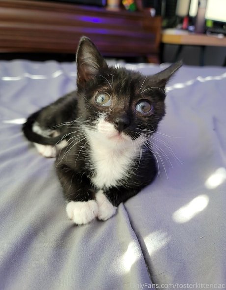 fosterkittendad pretty model pics